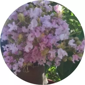 Jed Will - Musical artist