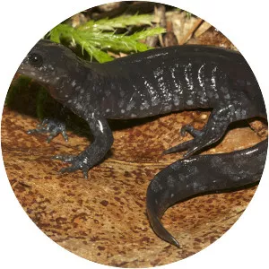 Jefferson salamander