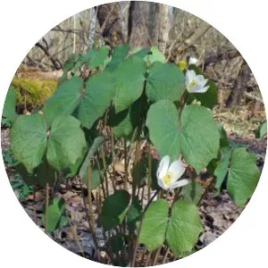 Jeffersonia