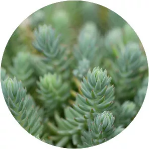 Jenny's stonecrop - Plants