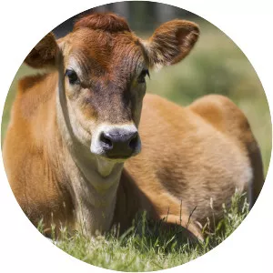 Jersey cattle (Jersey Sığırı)