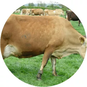 Jersey cattle - Cattle breed