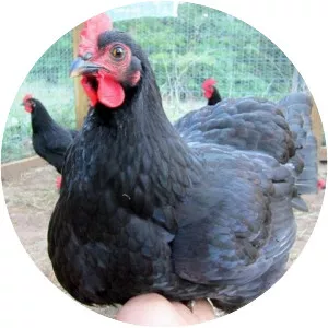 Jersey Giant - Chicken breed