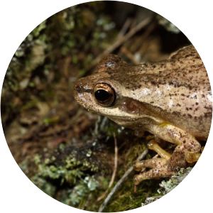 Jervis Bay tree frog - Amphibian