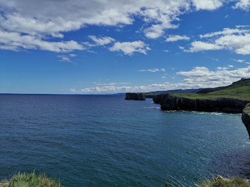 Jesters Ballota photograph