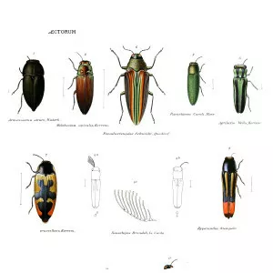 Jewel beetles