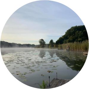 jezioro narost jezioro leśne