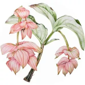 Jill Winch - Visual artist