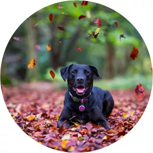 Jimmy Harriott photograph