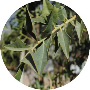 Jodina rhombifolia - 