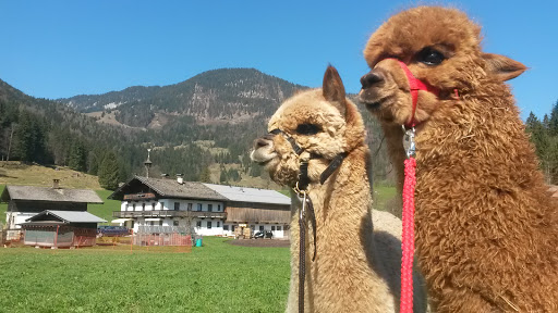 Jodlerhof Tirol - Alpaka- und Lamazucht - Organic farm