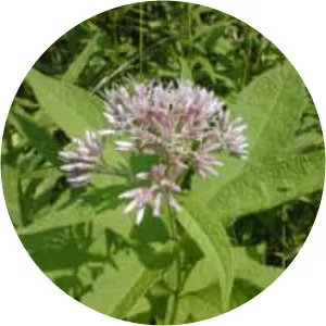 Joe-Pye weeds - Plants