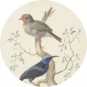 Johannes van Bronckhorst