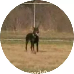 John Soares K9 Training, LLC