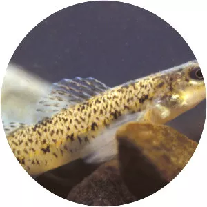 Johnny darter - Fish