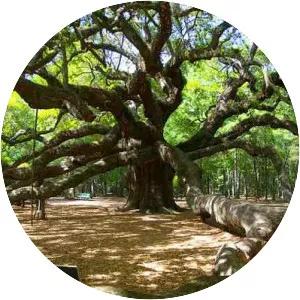 Johns Island - Island in South Carolina