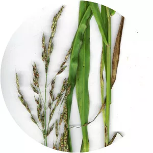 Johnson grass - Plants