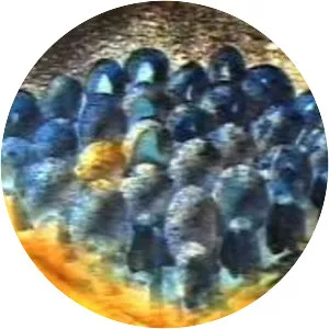 Josef H. Neumann - German photographer