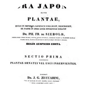 Joseph Gerhard Zuccarini