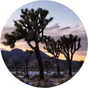 Joshua Tree National Park Visitor Center photograph