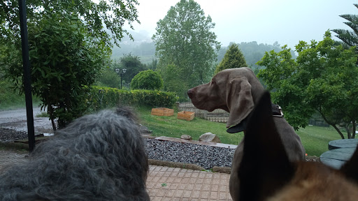 Jotacan - Dog trainer in Santurio, Spain