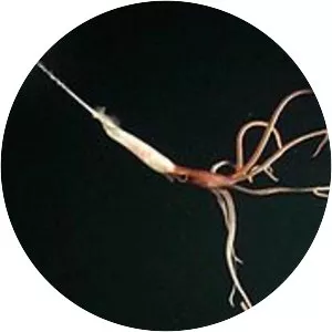 Joubiniteuthis portieri - 