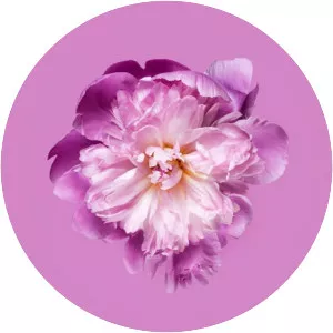 Jozef Gatysik - Musical artist