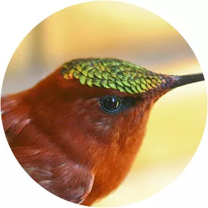 Juan Fernández firecrown