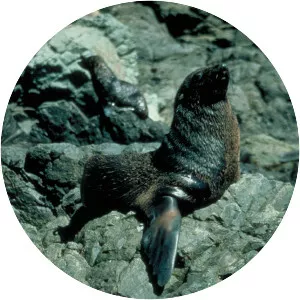 Juan Fernández fur seal - Animal