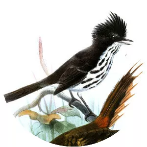 Juan Fernández tit-tyrant