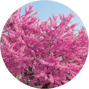Judas-tree