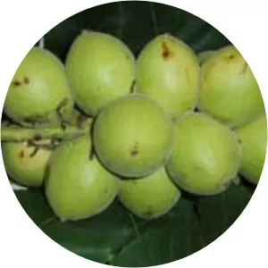 Juglans ailantifolia - 