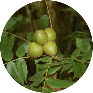 Juglans jamaicensis photograph