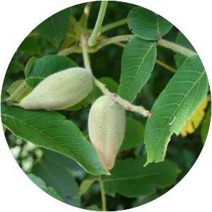 Juglans mandshurica