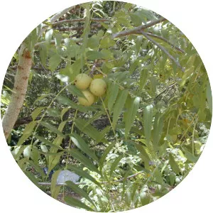 Juglans microcarpa - 