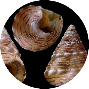 Jujubinus karpathoensis - 