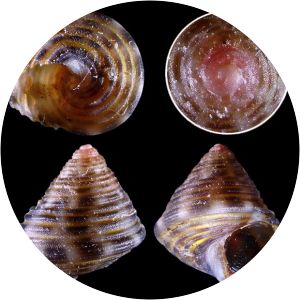 Jujubinus ruscurianus - 