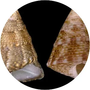 Jujubinus striatus - 