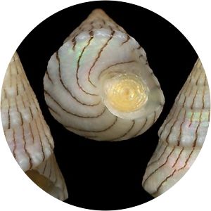 Jujubinus unidentatus - 