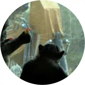 Julia Furch - Film editor