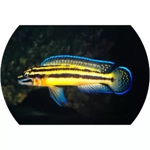 Julidochromis