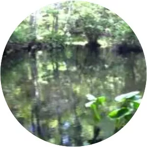 Julington Durbin Creek Nature Preserve - 