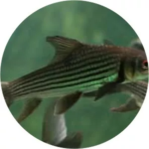 Jullien's golden carp