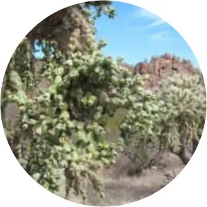 Jumping cholla - Plants