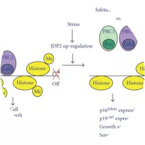 Jun dimerization protein - 