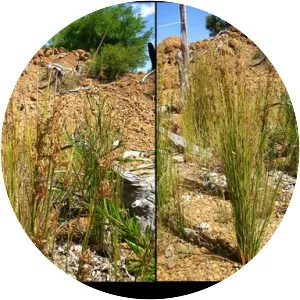 Juncus amabilis - 