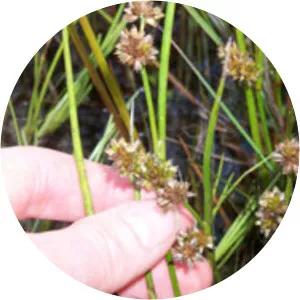 Juncus holoschoenus - 