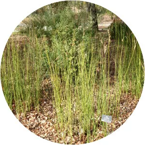 Juncus pallidus - 