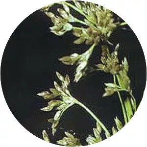Juncus roemerianus