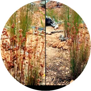 Juncus subsecundus - 